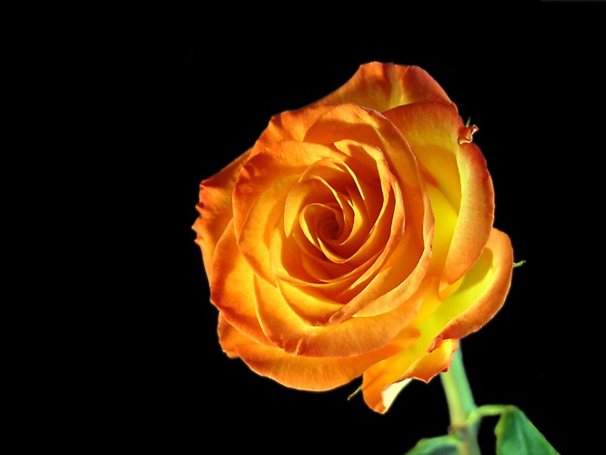 orange Rose