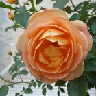 orange Rose