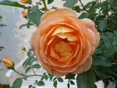 orange Rose