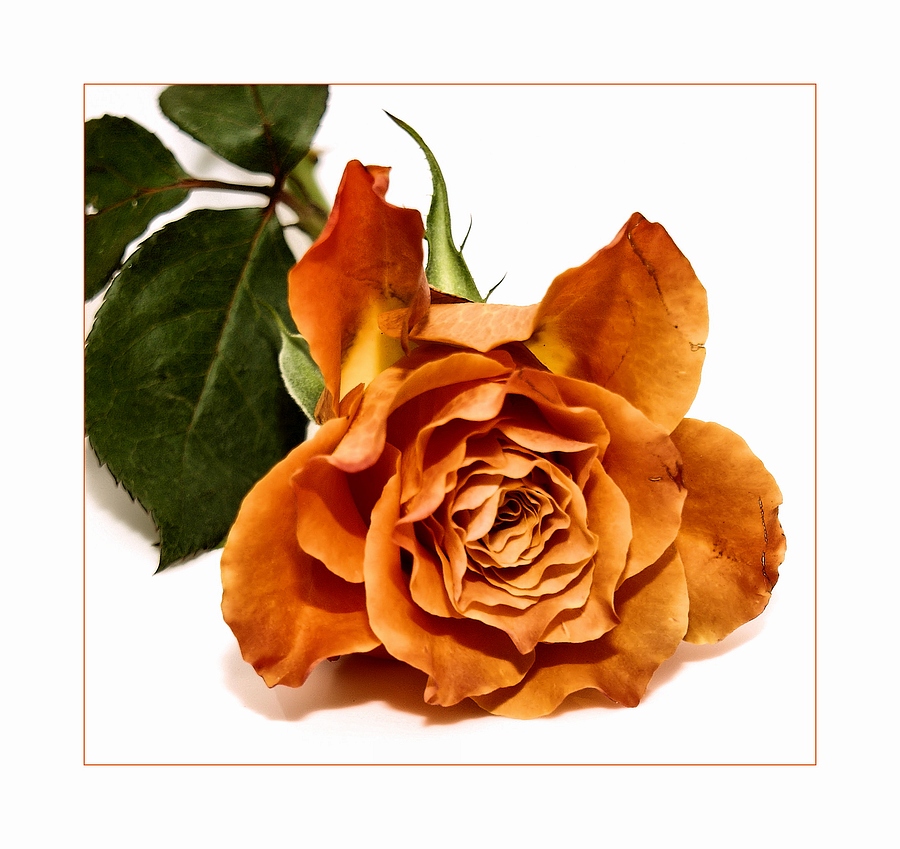 orange rose