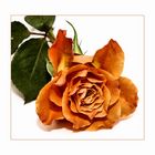 orange rose