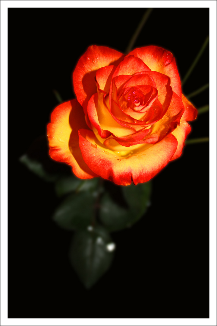 Orange Rose