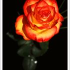 Orange Rose