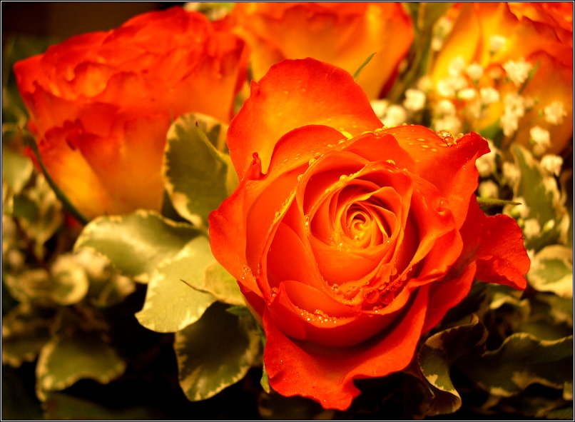 orange-rose