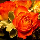 orange-rose