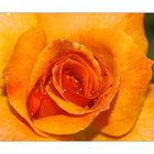 Orange rose