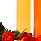 orange rose...