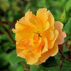 Orange Rose