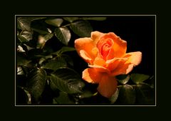 Orange Rose