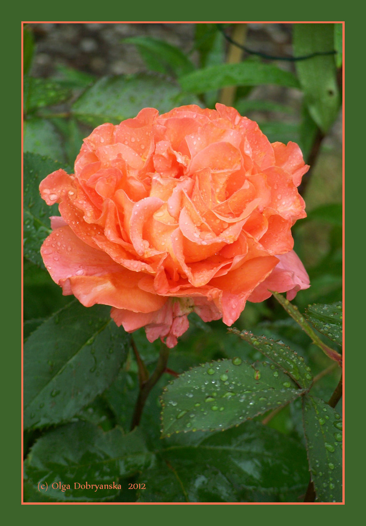 Orange Rose