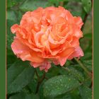 Orange Rose