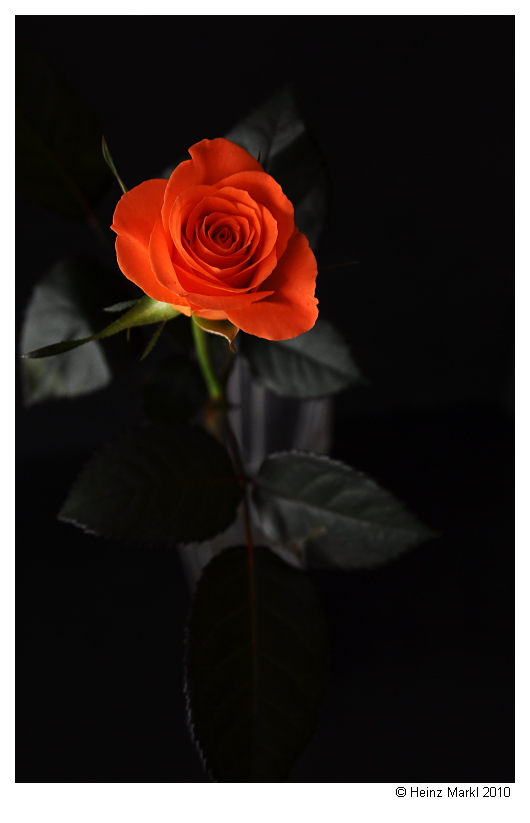 Orange Rose