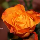 Orange rose