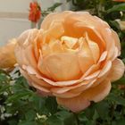 orange Rose mit Tropfen