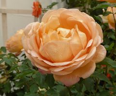 orange Rose mit Tropfen