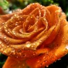 orange Rose mit Tropfen  (Mikrodetail_Tiefe Schatten)