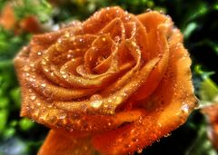 orange Rose mit Tropfen  (Mikrodetail_Tiefe Schatten)