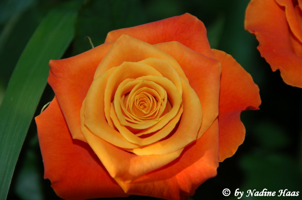 Orange Rosen