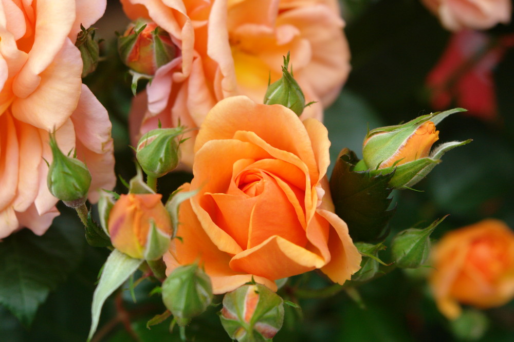 Orange Rosen