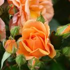 Orange Rosen