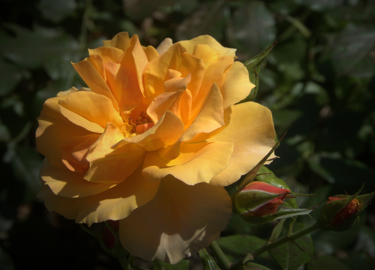 orange Rosenblüte