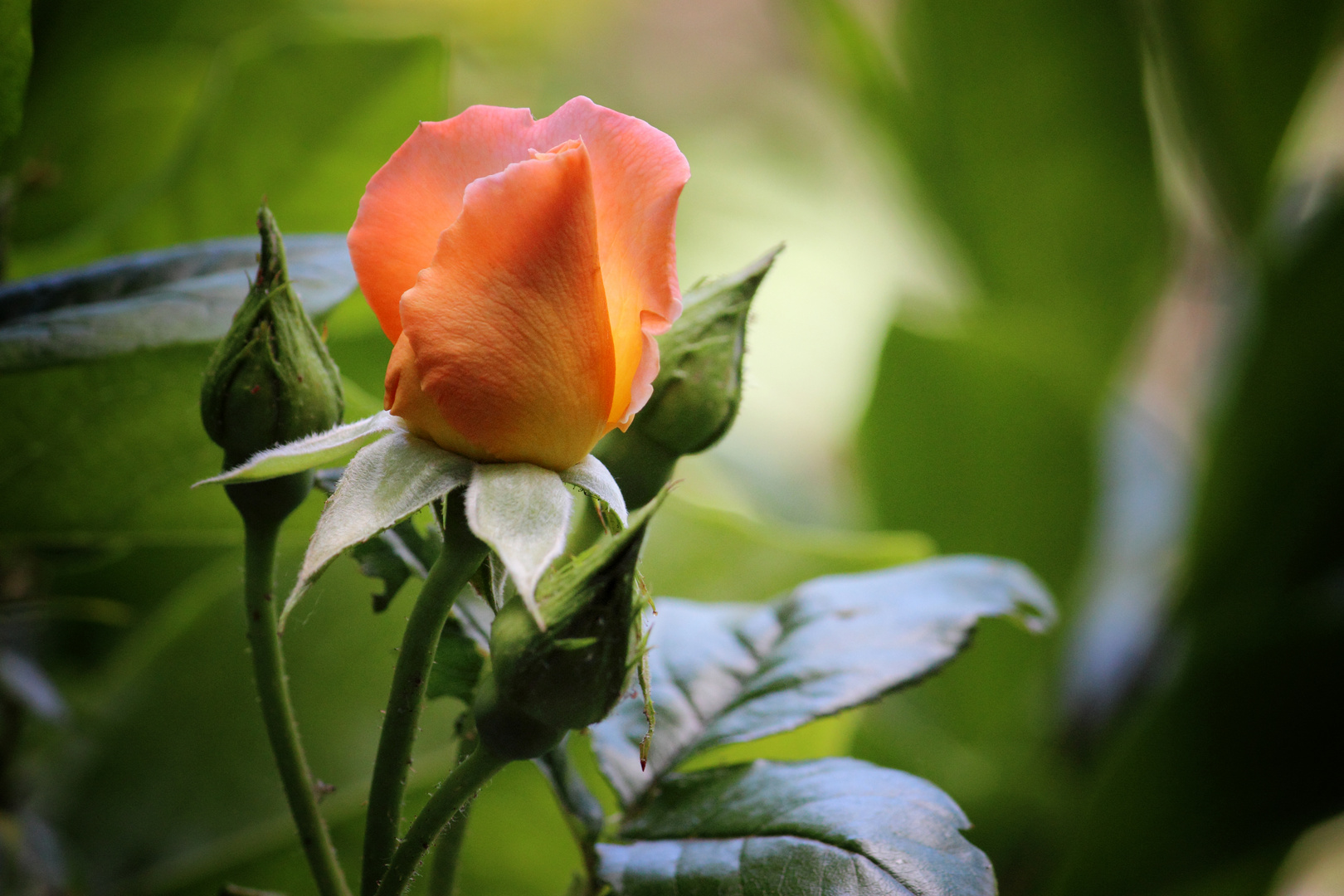 Orange Rosenbud