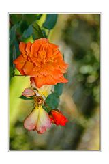 Orange Roses