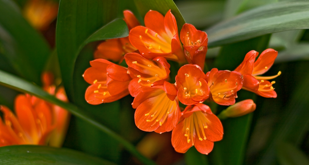 Orangerote Blüten einer Klivie Foto & Bild pflanzen, pilze
