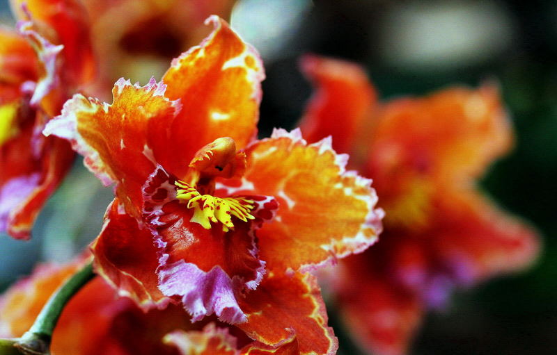 orange-rote Orchideen