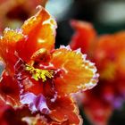 orange-rote Orchideen