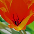 orange-rote Tulpenorgie