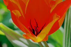 orange-rote Tulpenorgie