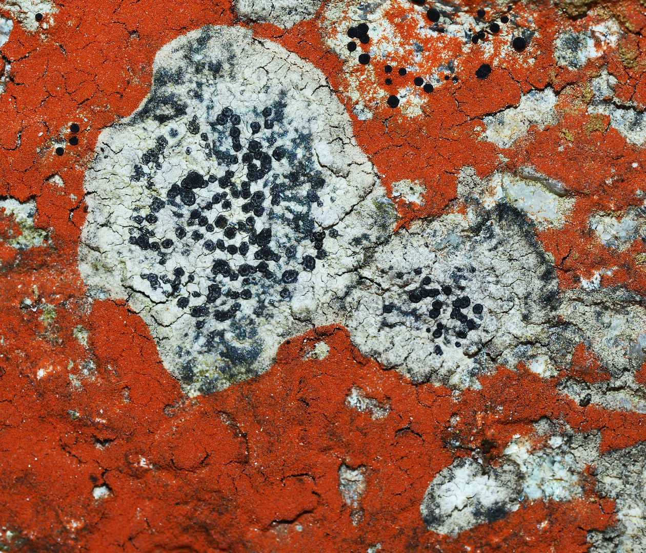 Orange-roter Felsen mit Krustenflechten und Algen! *