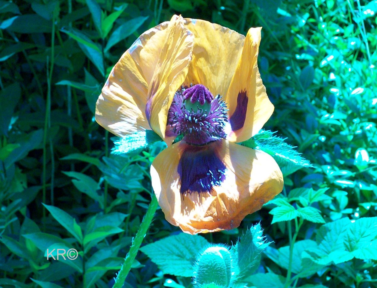 Orange-Roter Mohn