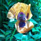 Orange-Roter Mohn