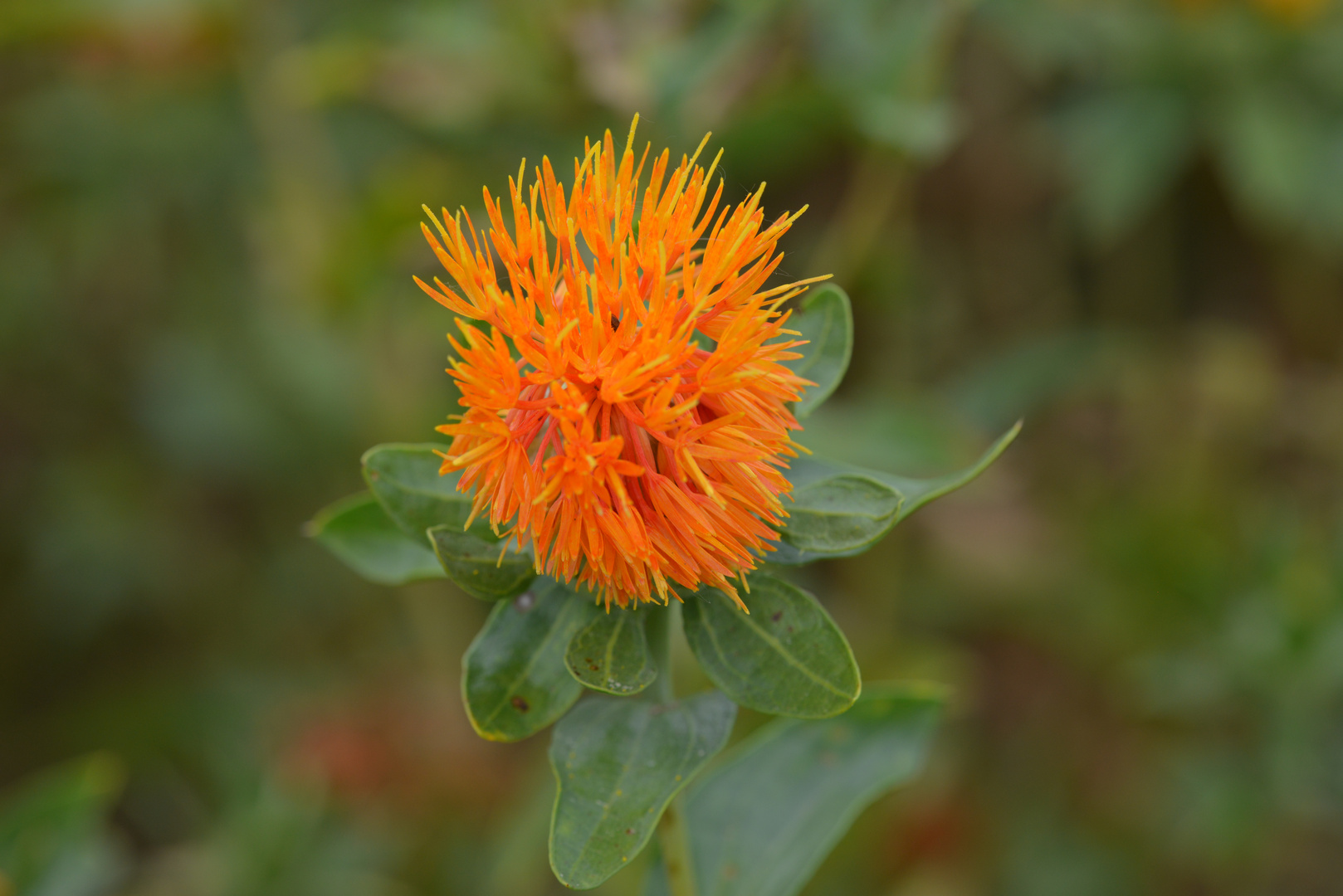 orange Saflorblüte