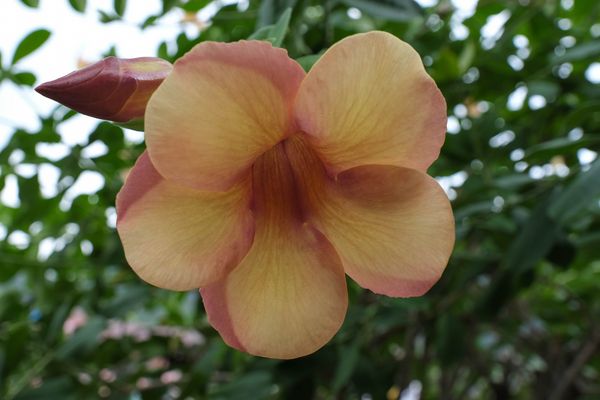 ...orange Schönheit im Dschungel...