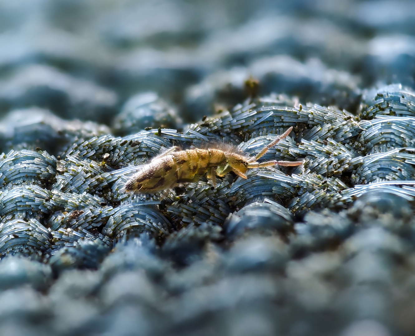 orange-schwarze Springschwanz Orchesella cincta 1