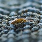 orange-schwarze Springschwanz Orchesella cincta 1