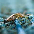 orange-schwarze Springschwanz Orchesella cincta 2