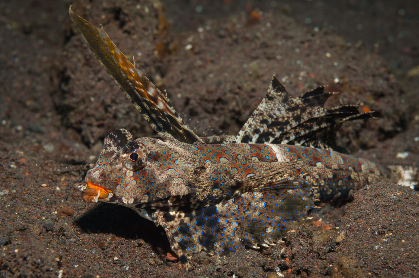 Orange-Schwarzer Dragonet