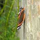 Orange-schwarzweisser Schmetterling