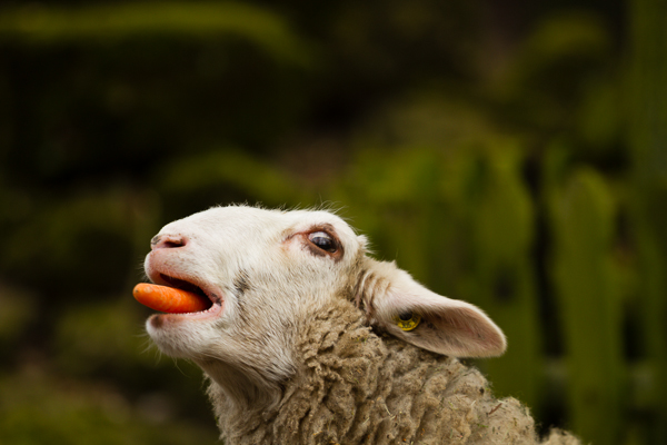 Orange Sheep