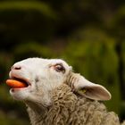 Orange Sheep