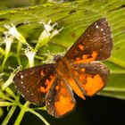 Orange-speckled Grayler (Parvospila emylius)