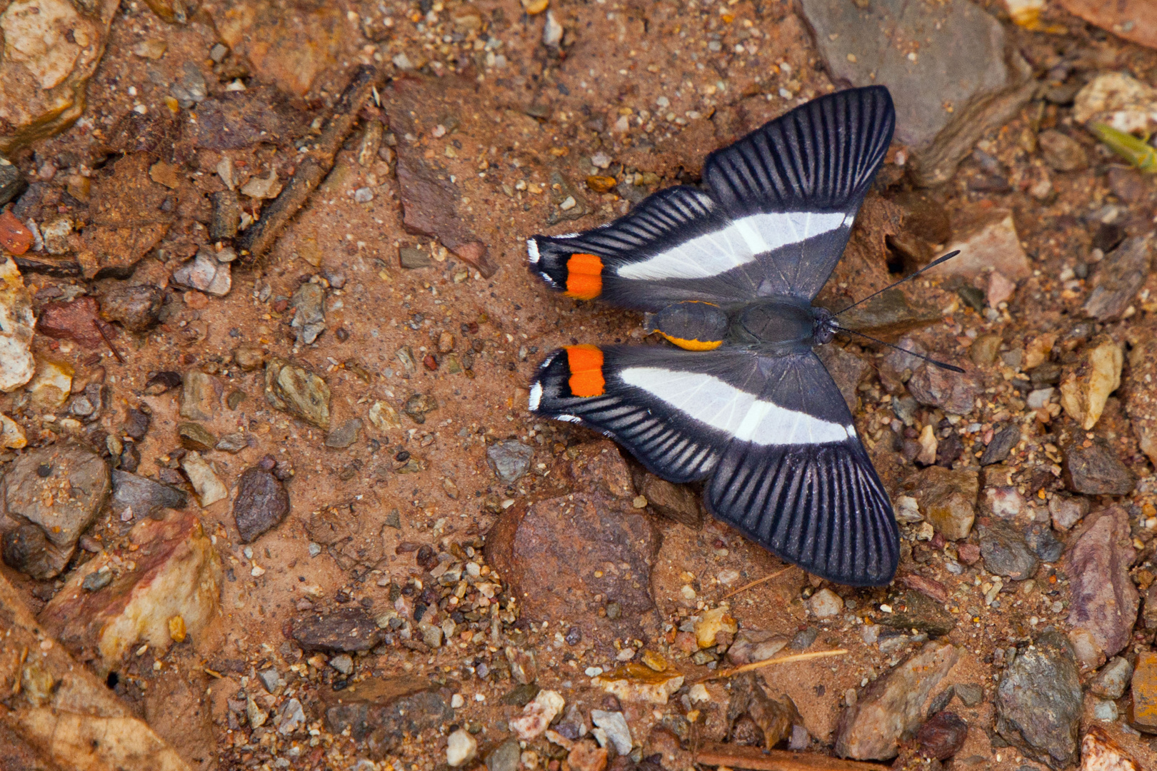 Orange-spot Duke, Siseme neurodes