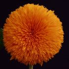 Orange Sunflower