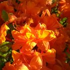 Orange sunny azalea