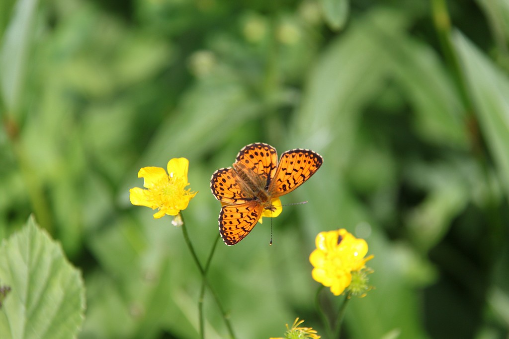 orange sur jaune la nature fait bien les choses!!!