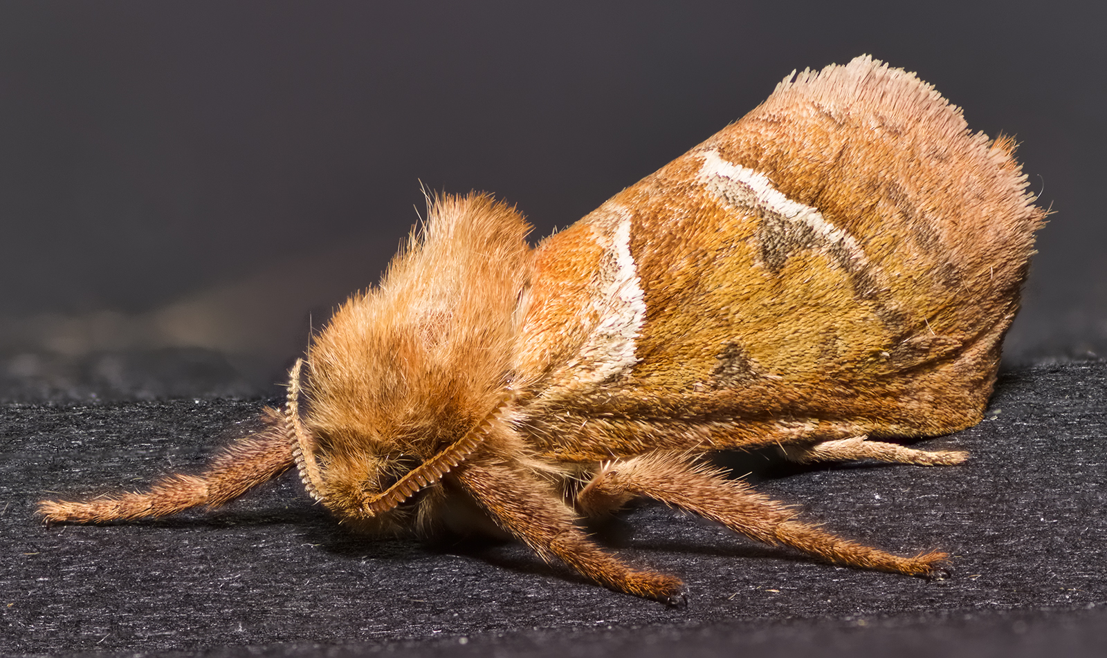 Orange Swift